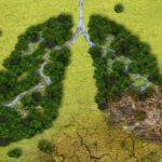 Forest in a shape of lungs - deforestation Forest in a shape of lungs - deforestation and global warming concept climate change stock pictures, royalty-free photos & images